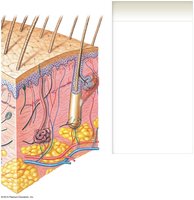 Accessory structures within the skin