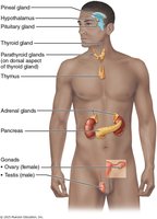 A diagram of a person's body with the endocrine glands labeled.