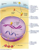 A diagram of depicting Gene activation pathway