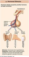 An image depicting an example of a hormonal stimulus