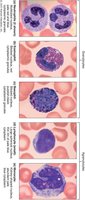 An image showing different types of white blood cells