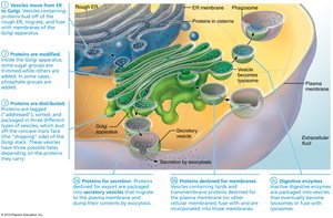 Interaction of ribosomes, RER, and Golgi apparatus