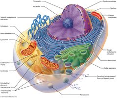 Diagram of cytoskeleton components