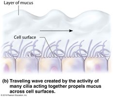 Cilia moving mucus across cell surfaces