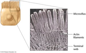 Structure of microvilli with actin filaments