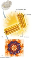 Centrioles and microtubule arrangement