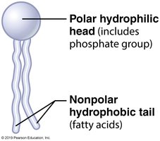Phospholipid molecule with hydrophilic head and hydrophobic tail