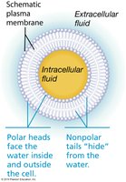 Arrangement of phospholipids in plasma membrane
