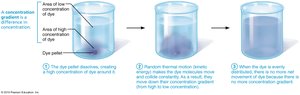 Diffusion of dye in water