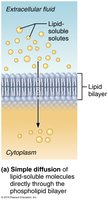 Simple diffusion of lipid-soluble molecules across membrane