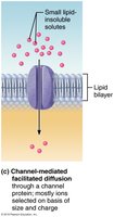 Channel-mediated facilitated diffusion