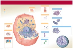 Overview of cell organelles and their classification