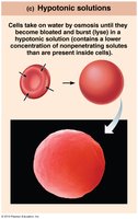 Hypotonic solution causing cell swelling