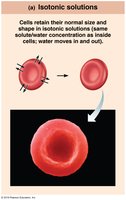 Isotonic solution maintaining cell shape