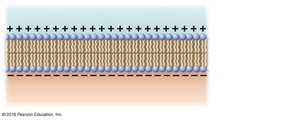 Vesicular transport overview