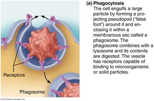 Phagocytosis mechanism