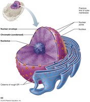 Structure of the nucleus with labeled components