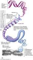 Organization of DNA from chromatin to chromosome