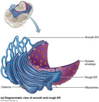 Diagrammatic view of smooth and rough ER