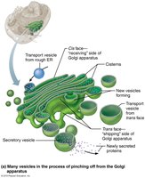 Structure and function of the Golgi apparatus