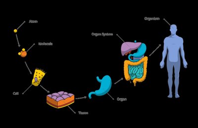 Levels of organization from atom to organism