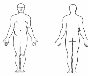 Anatomical position: anterior and posterior views