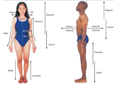 Directional terms illustrated on human figures