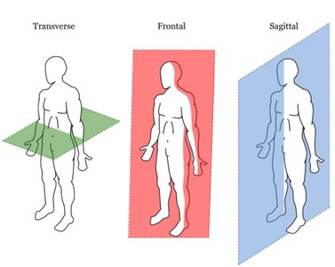 Body planes: transverse, frontal, sagittal