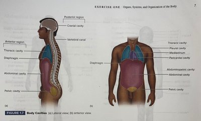 Body cavities: lateral and anterior views