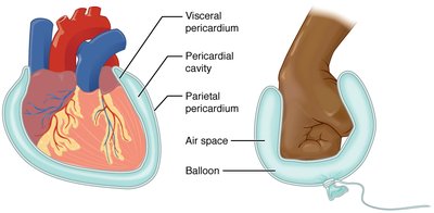 Serous membrane layers around the heart