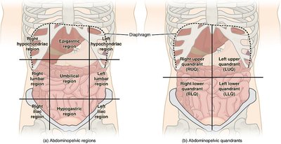 Abdominal regions and quadrants