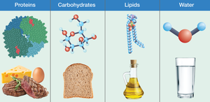 Macronutrients: Proteins, Carbohydrates, Lipids, Water