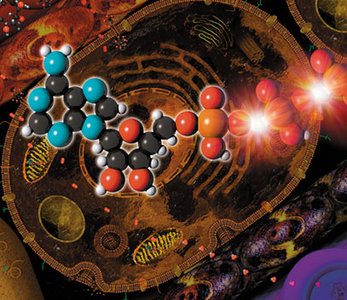 ATP molecule as the cell’s main source of chemical energy