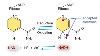 NAD+ and NADH in oxidation-reduction reactions