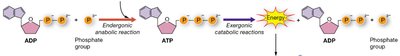 Energy transfer: ATP generation and phosphorylation