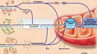 Overview of glucose catabolism and oxidative phosphorylation