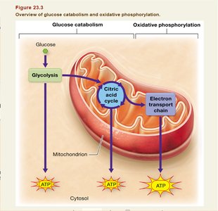 Summary of glucose catabolism: glycolysis, citric acid cycle, and electron transport chain