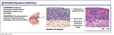 Simple squamous epithelium