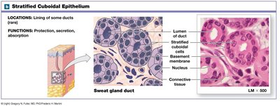 Stratified cuboidal epithelium