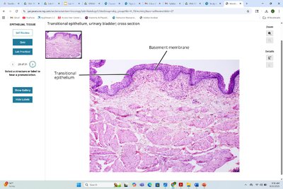 Transitional epithelium in urinary bladder