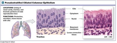Pseudostratified ciliated columnar epithelium
