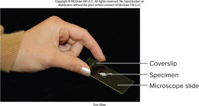 Hand holding a microscope slide with coverslip and specimen