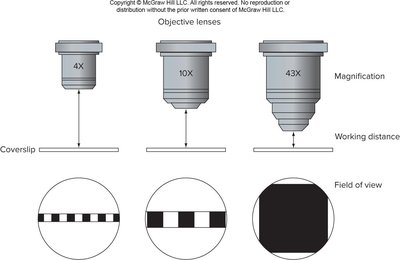Objective lenses showing magnification, working distance, and field of view