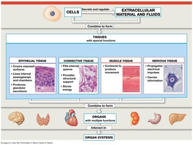 Overview of tissue types and their functions