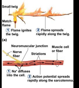 Relaxed and contracted sarcomere comparison
