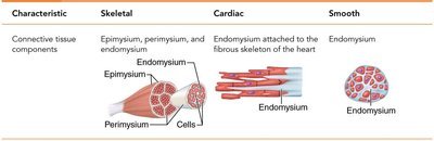Muscle fiber structure