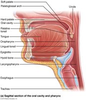 Sagittal section of the oral cavity and pharynx