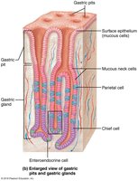 Gastric gland cell types