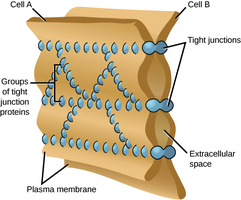 Tight junctions between epithelial cells