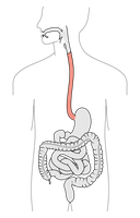 Diagram of the esophagus and digestive tract